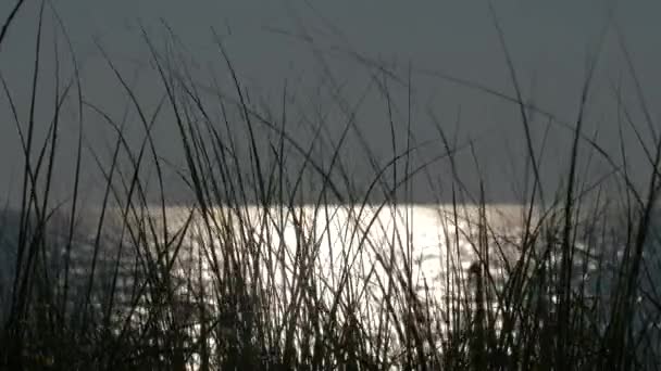 Ocean Sunset Med Gräs Förgrunden — Stockvideo