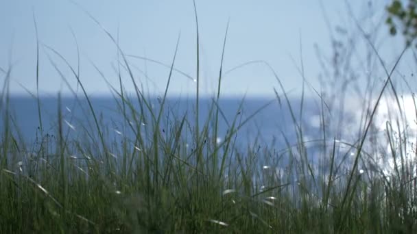 前景に背の高い草が茂る湖の絶景 — ストック動画