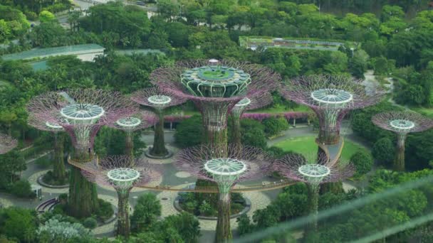 Supertrees Singapore — Stockvideo