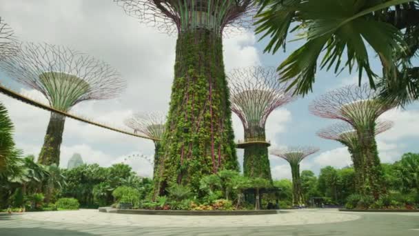 Footage Supertrees Singapore — Stock videók