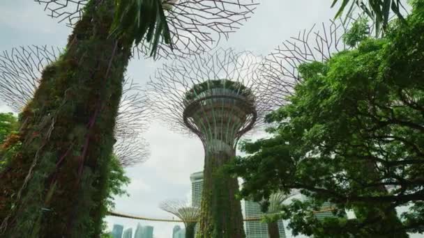 Supertree Grove Singapuru — Stock video