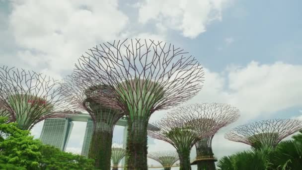 Supertrees Marina Bay Sands Background Singapore — Stock videók