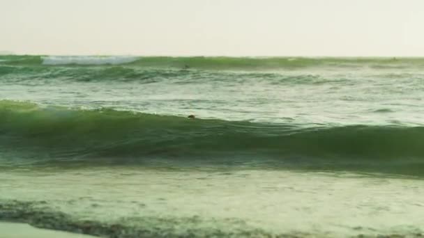 Surfista Che Nuota Nell Oceano — Video Stock