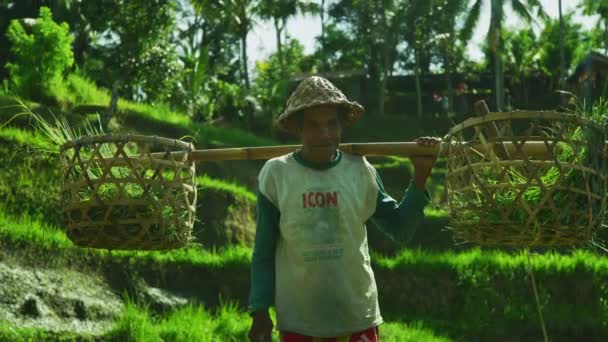 Farmář Usmívá Rýžové Terasy Tegallalang — Stock video