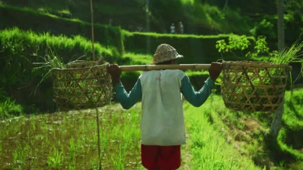 Agricultor Arroz Trabalho — Vídeo de Stock