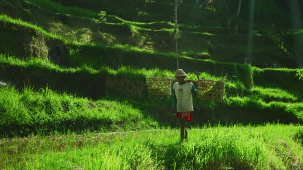 Agricoltore Riso Ubud Bali — Video Stock