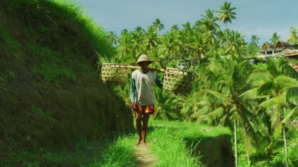 Mann Med Gresskurver Tegallalang Rice Terrace – stockvideo