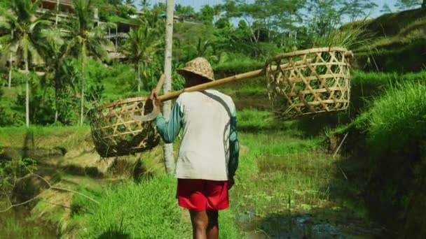 Riisinviljelijä Jolla Kaksi Koria Tegallalangin Riisiterassilla — kuvapankkivideo