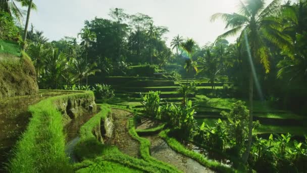 Rice Terraces Ubud — Stock Video