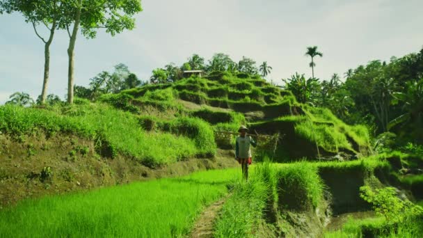 Gårdbruker Ved Tegallalang Rice Terrace – stockvideo