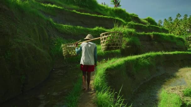 Fazendeiro Caminhando Terraços Arroz Ubud — Vídeo de Stock