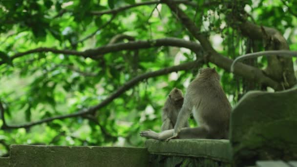 Apen Bij Ubud Monkey Forest — Stockvideo