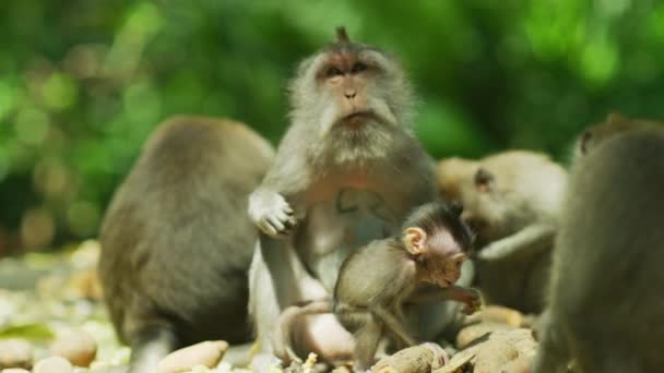 Macacos Comendo Floresta Macacos Sagrados — Vídeo de Stock