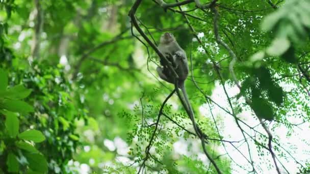 Mono Una Rama Árbol — Vídeos de Stock