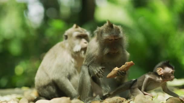 Familia Monos Comiendo Batata Bosque Monos Sagrados — Vídeos de Stock