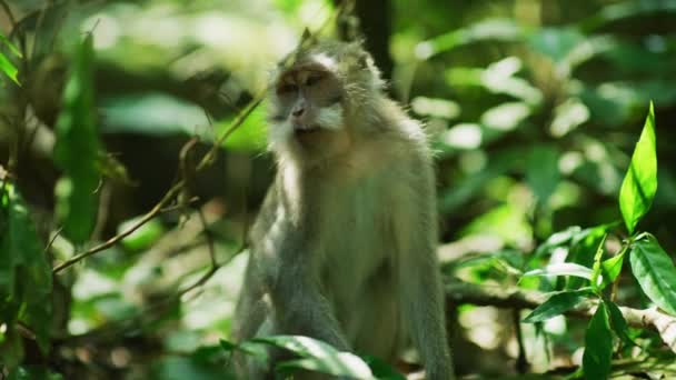 Dlouhý Ocasý Makak Posvátném Opičím Lese — Stock video