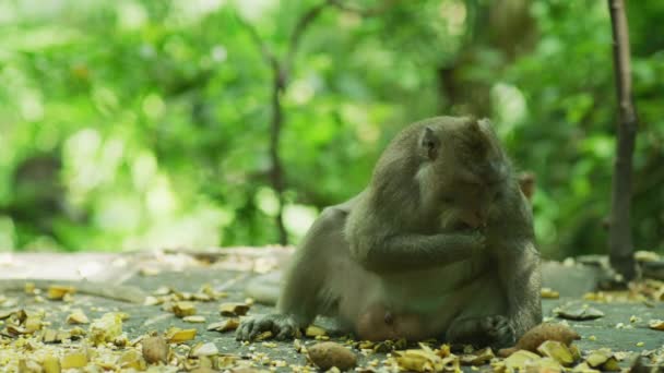 Affe Sitzt Auf Dem Boden Und Isst — Stockvideo