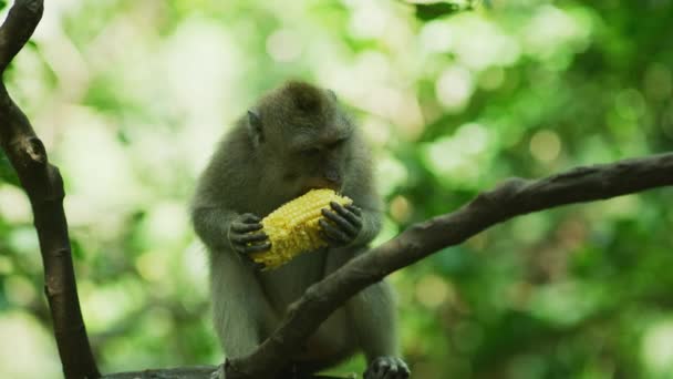 Macaco Cauda Longa Comendo Milho Sagrado Macaco Floresta — Vídeo de Stock