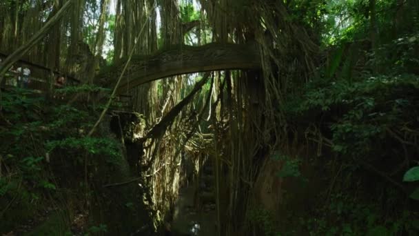 Kutsal Maymun Ormanı Bali — Stok video