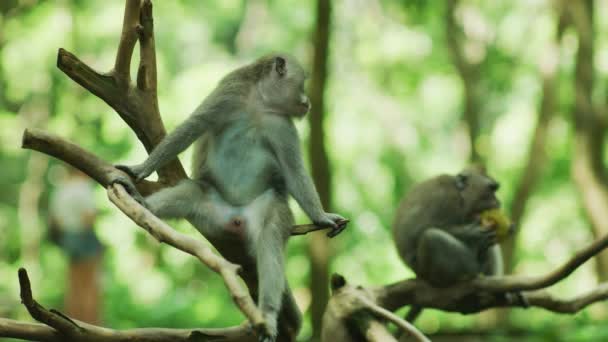 Scimmie Santuario Della Foresta Delle Scimmie Sacre — Video Stock