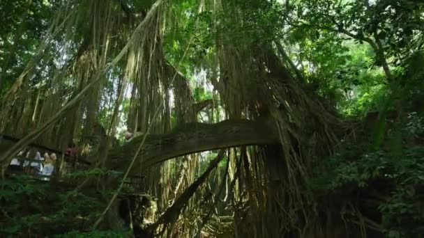 Brug Bij Sacred Monkey Forest — Stockvideo