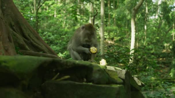 Filmación Mono Comiendo Maíz — Vídeos de Stock