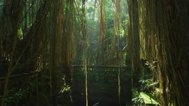 Beelden Van Ubud Monkey Forest — Stockvideo