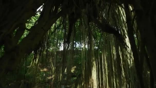 Träd Vid Ubud Monkey Forest — Stockvideo