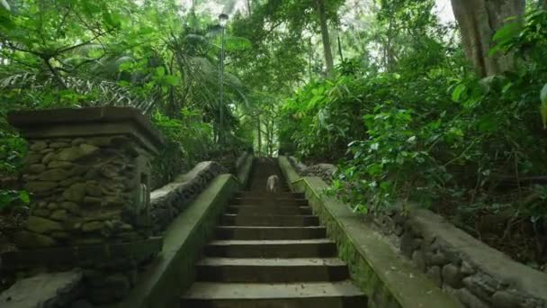 Zwei Affen Erklimmen Eine Treppe — Stockvideo