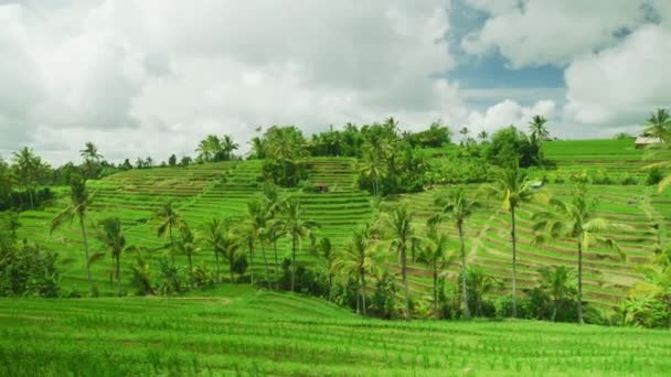 Terrazas Arroz Palmeras — Vídeo de stock