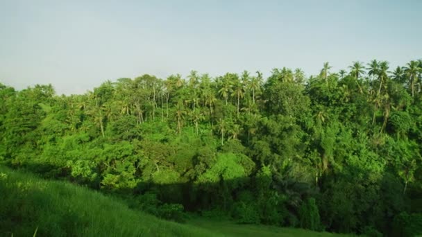Vegetazione Lussureggiante Campuhan Ridge Walk — Video Stock