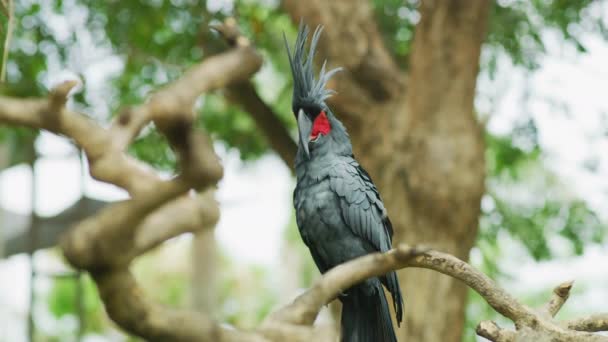 Cockatoo Palma Ramo Albero — Video Stock