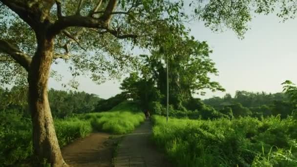 Campuhan Ridge Walk Bali — Video Stock