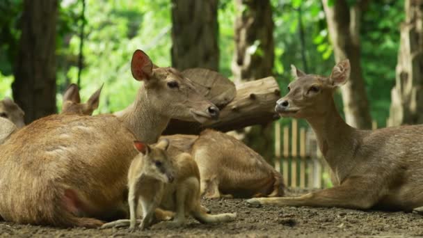 Jelen Odpočívající Bali Zoo — Stock video