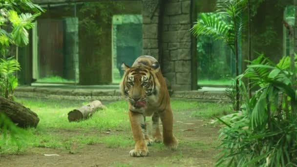 Bengalisk Tiger Bali Zoo — Stockvideo
