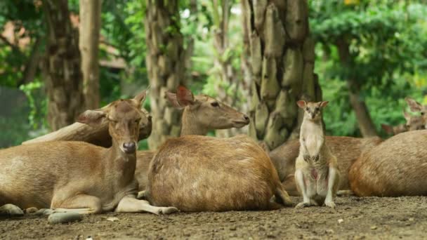 Bawean Rådjur Och Dusky Pademelon Bali Zoo — Stockvideo