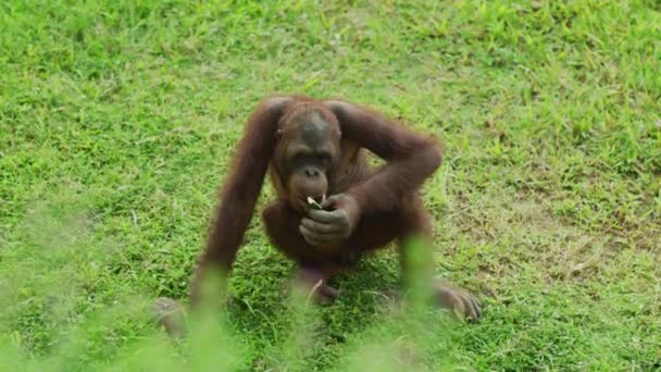 Comer Orangotango Zoológico Bali — Vídeo de Stock