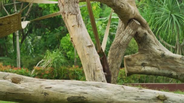 Balançoire Orang Outan Zoo Bali — Video