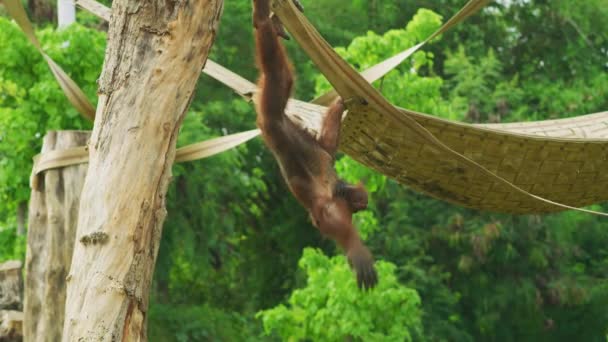 Orangutan Hangend Aan Een Hangmat — Stockvideo