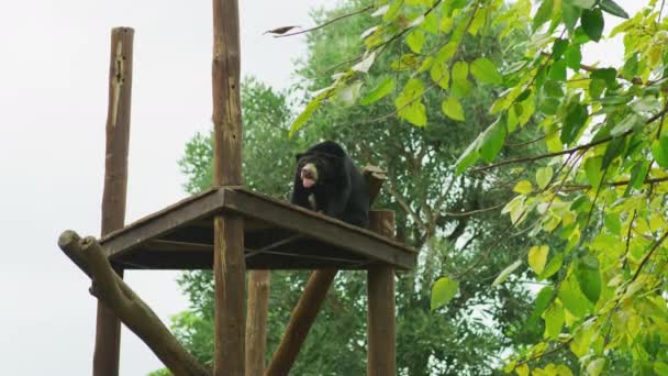 Oso Sol Zoológico Bali — Vídeos de Stock