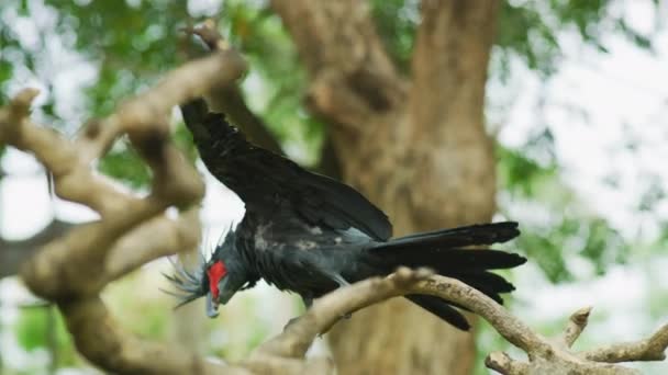 Palm Cockatoo Zoológico Bali — Vídeo de Stock