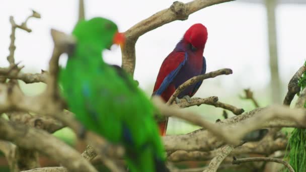 Eclectus Papegojor Som Putsar Sina Fjädrar — Stockvideo