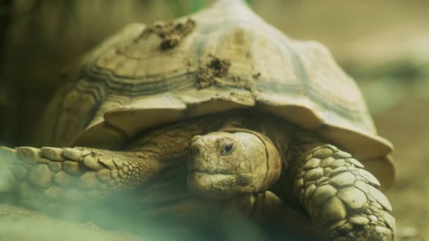 Asiatisk Sköldpadda Bali Zoo — Stockvideo