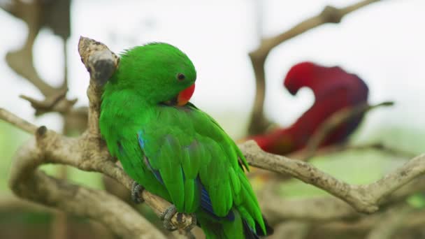 Eclectus Papağanı Tüylerini Kabartıyor — Stok video