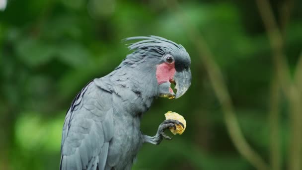 Palm Cockatoo Food — 비디오