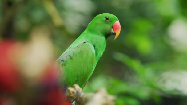 Filmato Del Pappagallo Maschio Eclectus — Video Stock