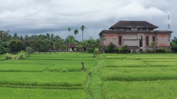 Wysoki Kąt Widzenia Pola Ryżu Ubud — Wideo stockowe