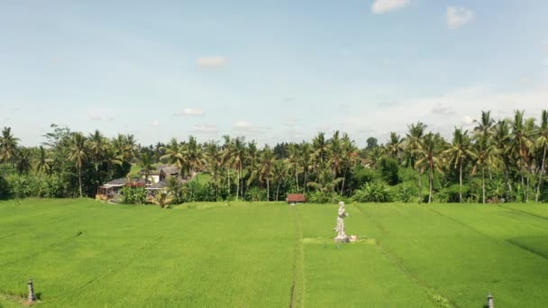 Veduta Aerea Della Statua Una Risaia Ubud — Video Stock