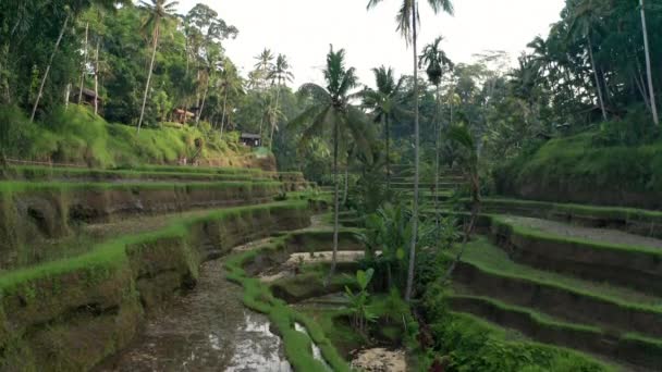 Rijstterrassen Bali Indonesië — Stockvideo