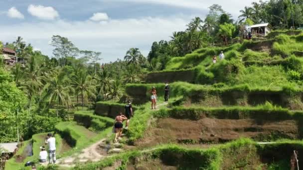 Turistas Que Visitam Terraços Arroz Tegallalang — Vídeo de Stock